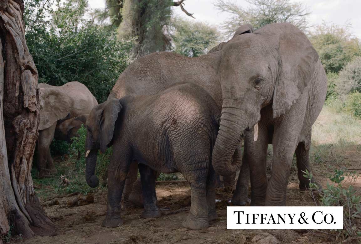 11970001 kopie | Tiffany kolekce Save The Wild 2019 31